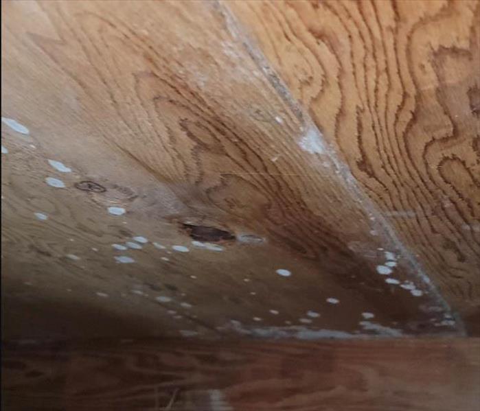 Mold growth in crawlspace.